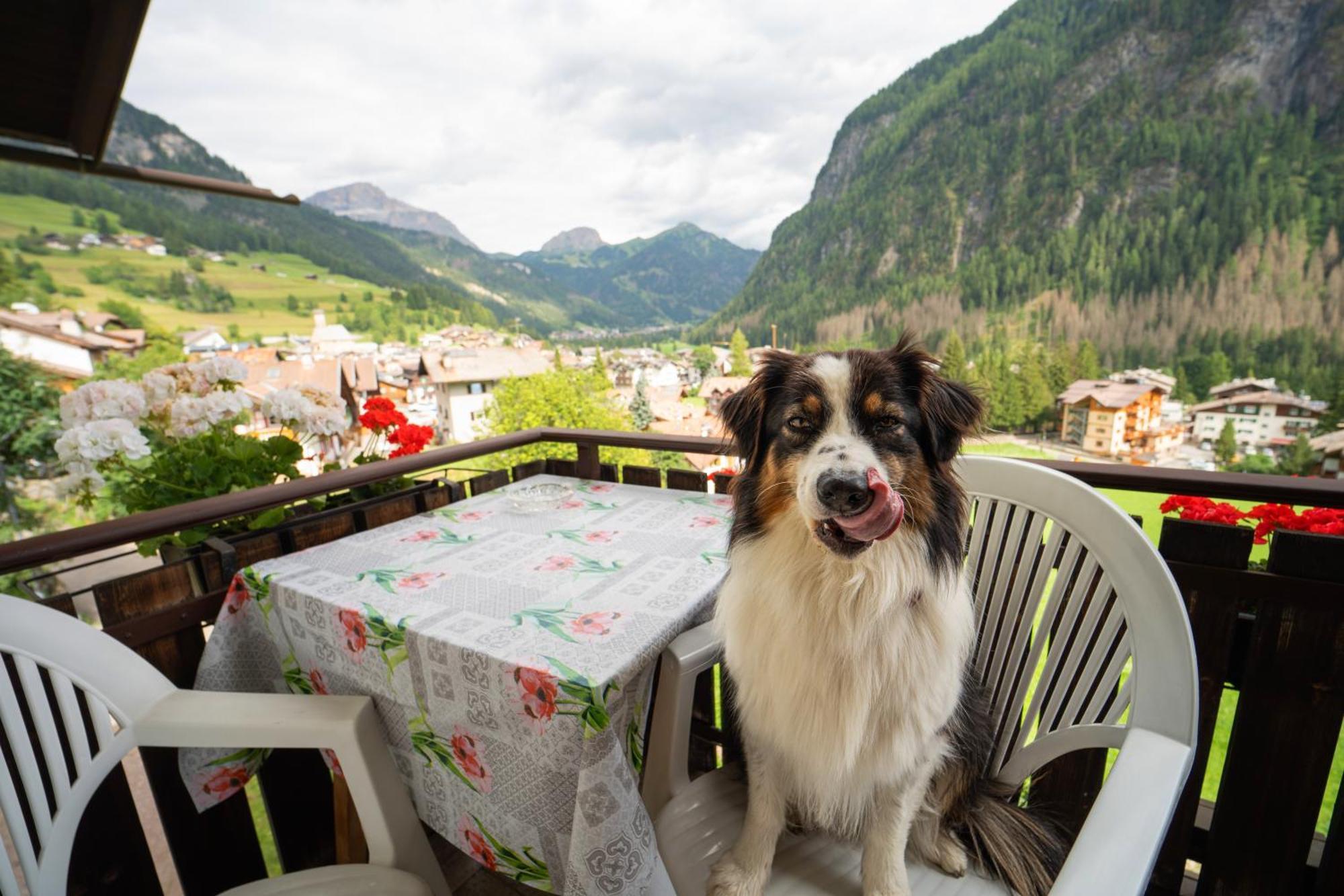 Cesa Cherpei - Dog Friendly Кампителло-ди-Фасса Экстерьер фото