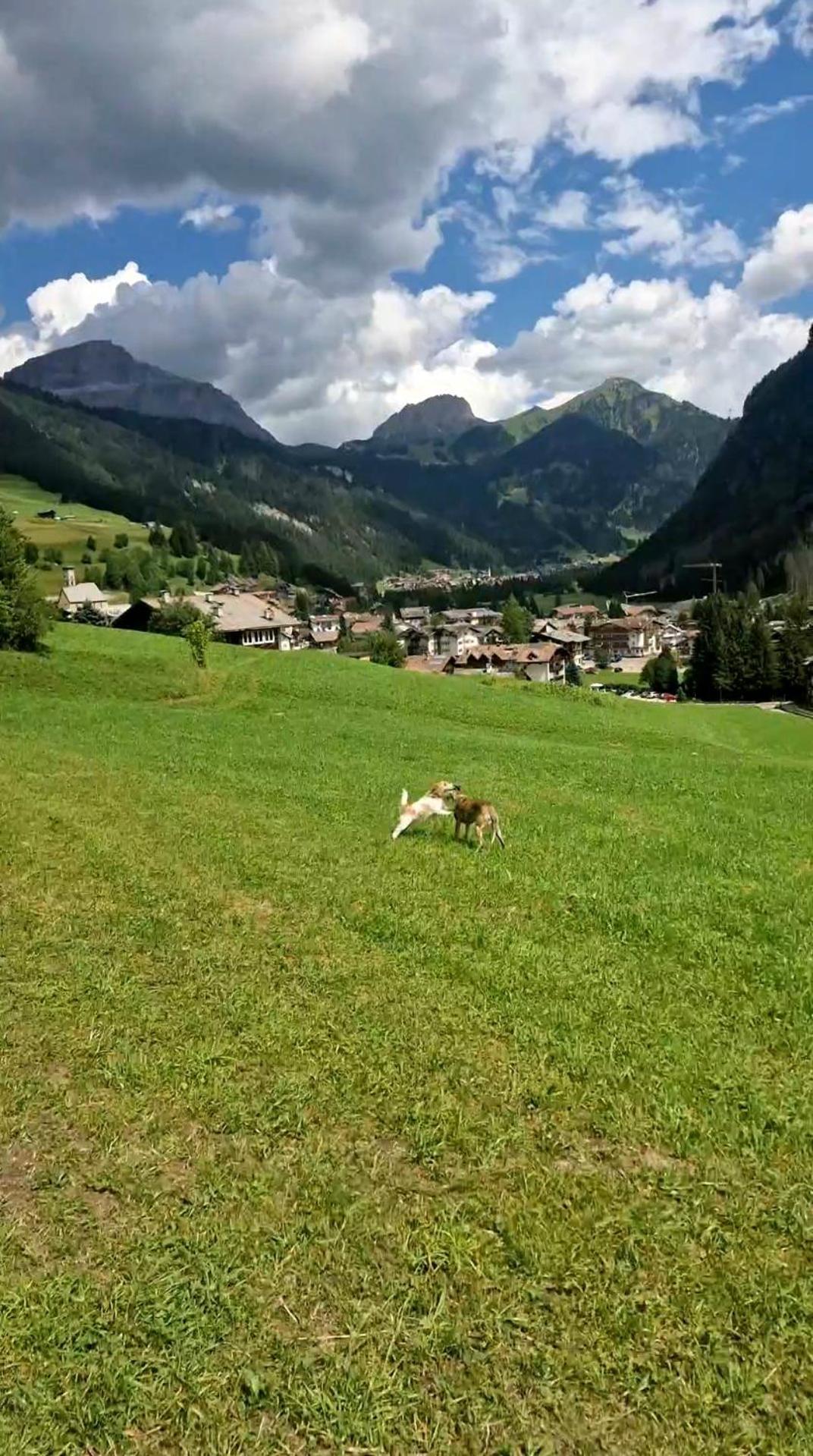 Cesa Cherpei - Dog Friendly Кампителло-ди-Фасса Экстерьер фото